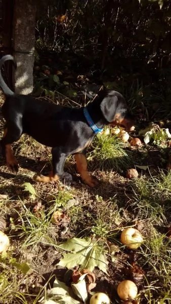 kucciolata di dobermann maschi femmine | Foto 0