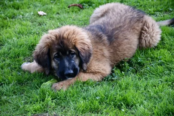 bellissimi cuccioli di leonberger | Foto 2