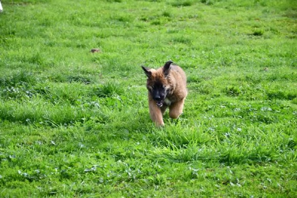 bellissimi cuccioli di leonberger | Foto 0