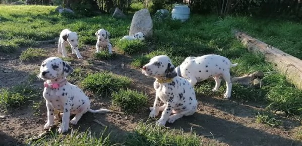 cuccioli dalmata con pedigree | Foto 2