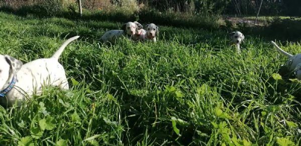 cuccioli dalmata con pedigree | Foto 1