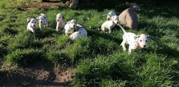 cuccioli dalmata con pedigree | Foto 0