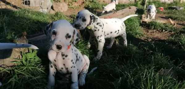 cuccioli dalmata con pedigree