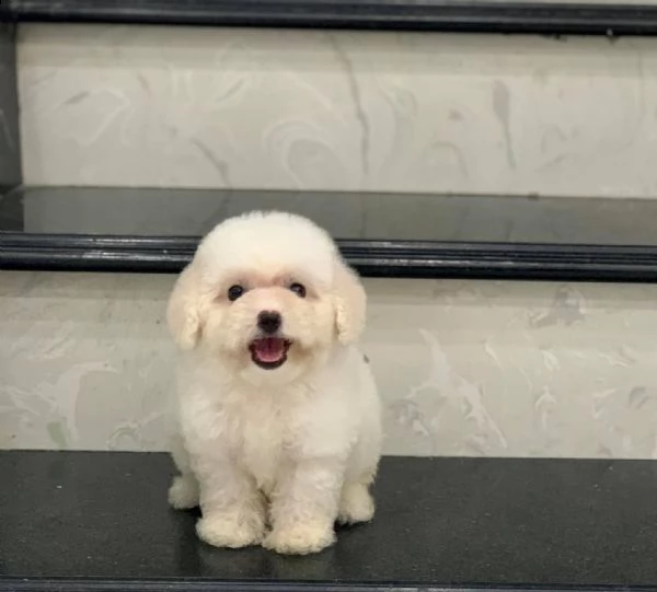 due cuccioli di barboncina toy