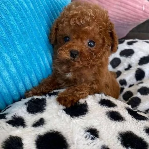 cuccioli di barboncini minitoy