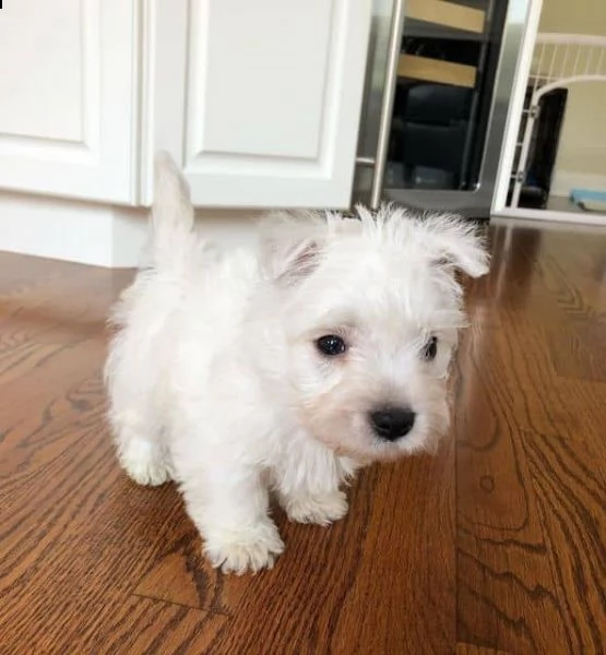 regalo west highland cuccioli meravigliosi ! 