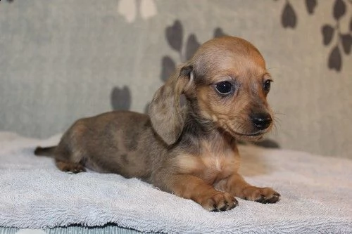 cuccioli di bassotto registrati. 
