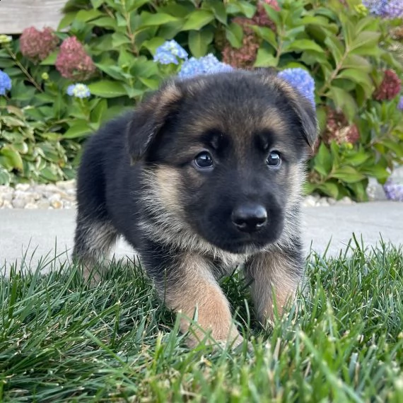 regalo cuccioli pastore tedesco