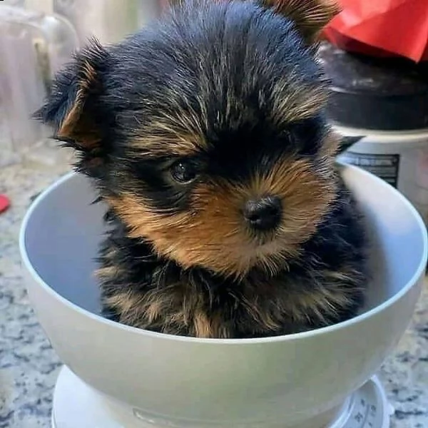 regalo  cuccioli di yorkshire terrier 