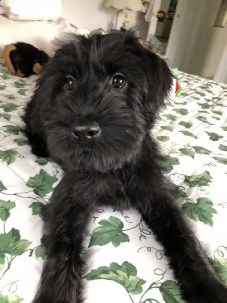 regalo cuccioli di splitz 