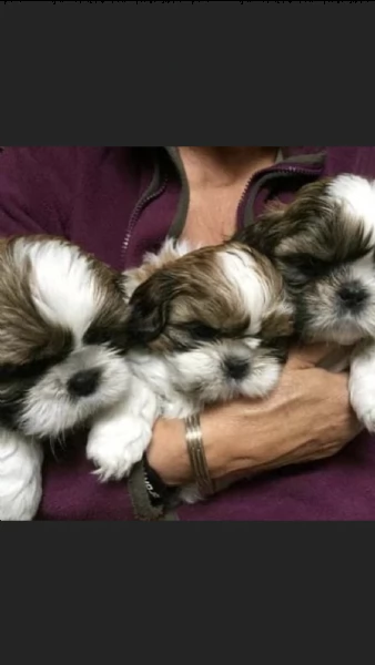 regalo cuccioli di shitzu 