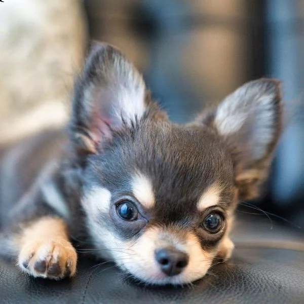regalo cuccioli di chihuahua 