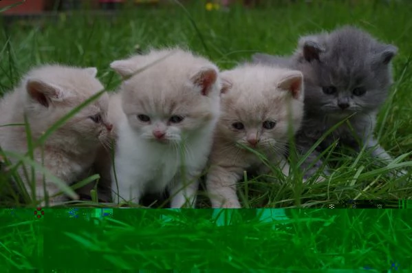 digitare meravigliosi gattini british in regalo