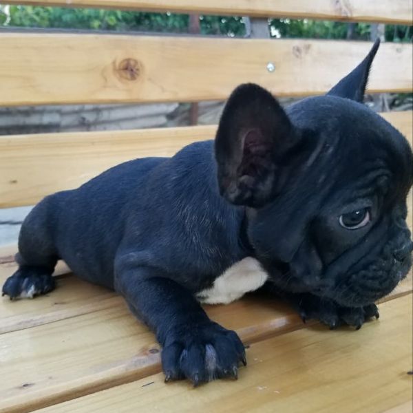 bellissimi cuccioli di bulldog francese maschi  | Foto 2