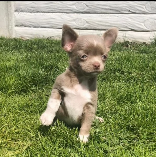 regalo cuccioli di chihuahua toy 
