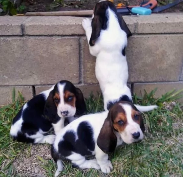 regalo  cuccioli di beagle 