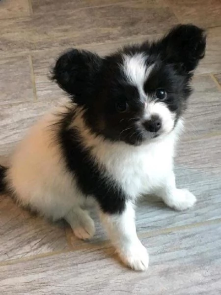 regalo cuccioli di papillon 