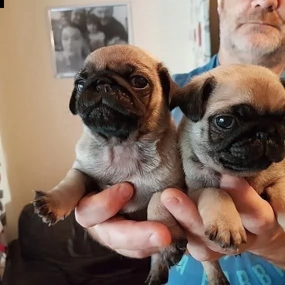 regalo carlino mini  | Foto 0
