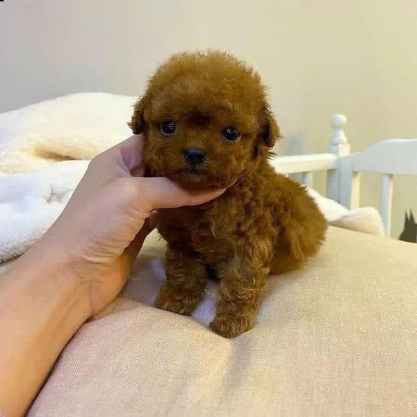 ((((regalo barboncino mini disponibile))))) | Foto 0