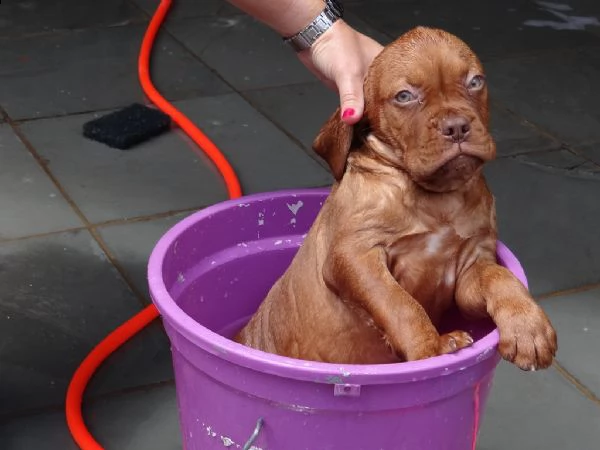 disponibili cuccioli dogue de bordeaux