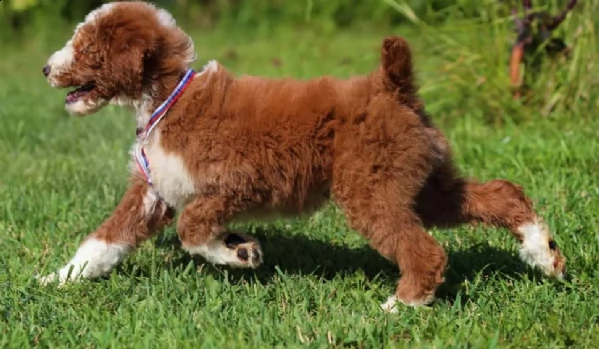 regalo barboncino mini toy!!!!!!!! | Foto 0