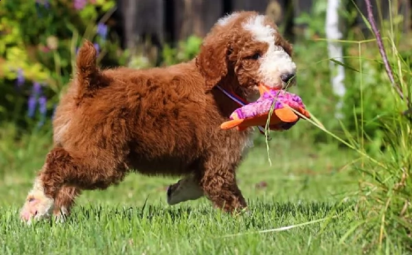 regalo barboncino mini toy!!!!!!!!