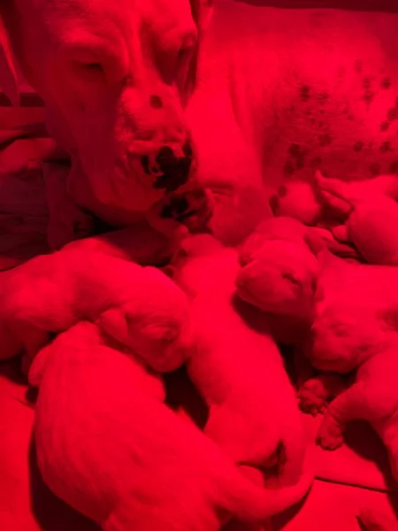 CUCCIOLI Dogo Argentino | Foto 5