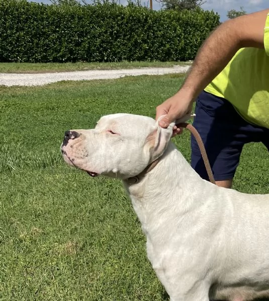 CUCCIOLI Dogo Argentino | Foto 3