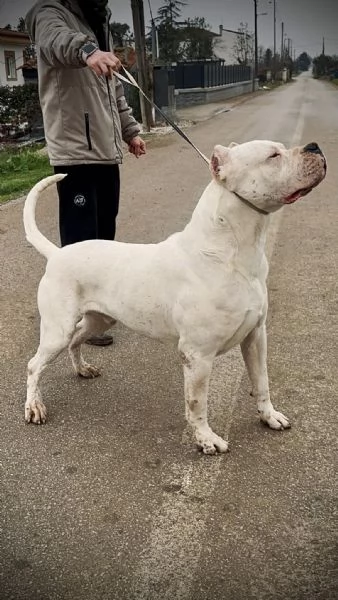 CUCCIOLI Dogo Argentino | Foto 1