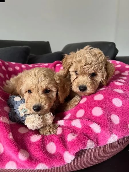 cuccioli di barboncino 90 giorni | Foto 2