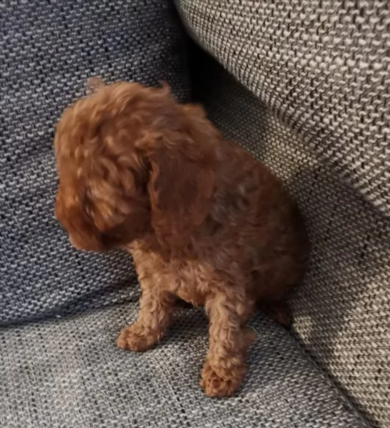 stupendi maschio e femmina barboncino nano | Foto 6