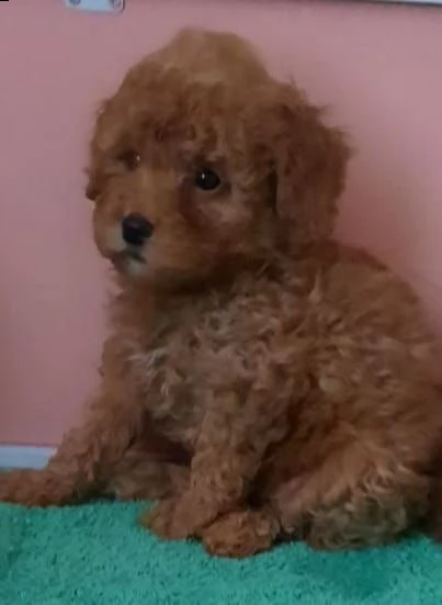 stupendi maschio e femmina barboncino nano | Foto 4