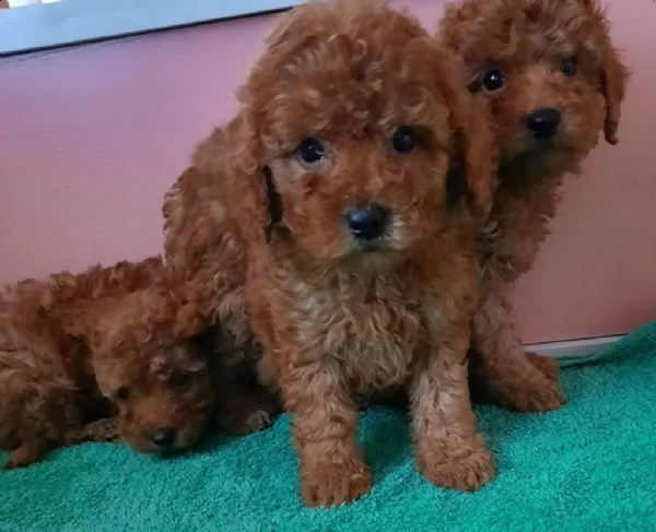 stupendi maschio e femmina barboncino nano | Foto 3