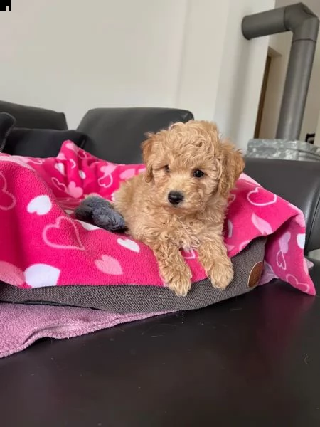 stupendi maschio e femmina barboncino nano | Foto 2