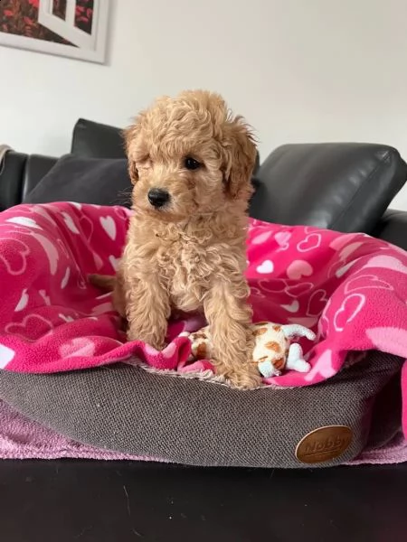 stupendi maschio e femmina barboncino nano | Foto 0