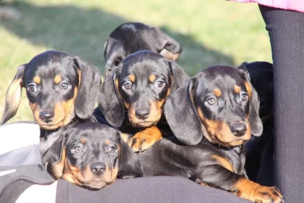 stupendi cuccioli di bassotto | Foto 3