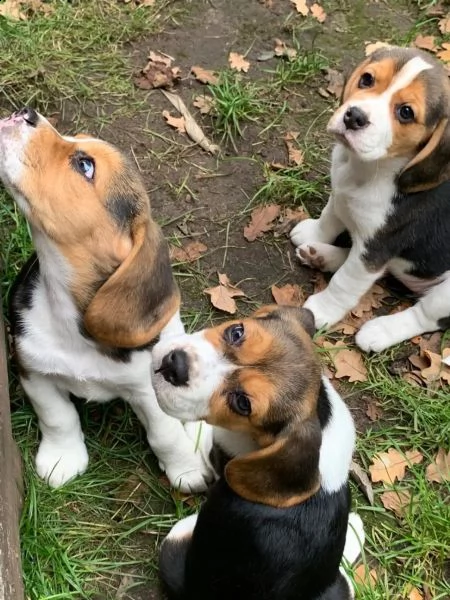 3  cuccioli di beagle cioccolato