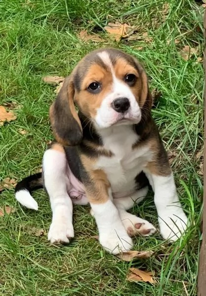 3  cuccioli di beagle cioccolato | Foto 3