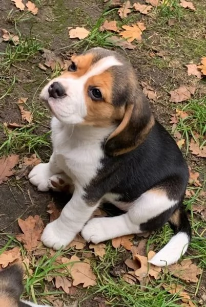 3  cuccioli di beagle cioccolato | Foto 2