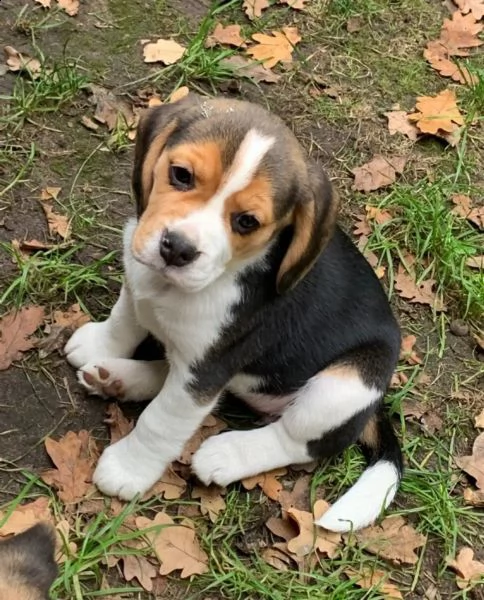 3  cuccioli di beagle cioccolato | Foto 1