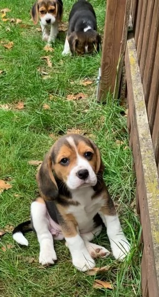 3  cuccioli di beagle cioccolato | Foto 0
