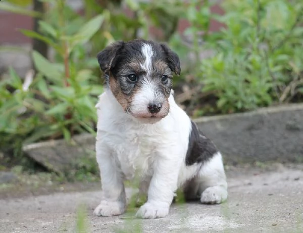bellissimi ottimi cuccioli di fox terrier maschio e femmina