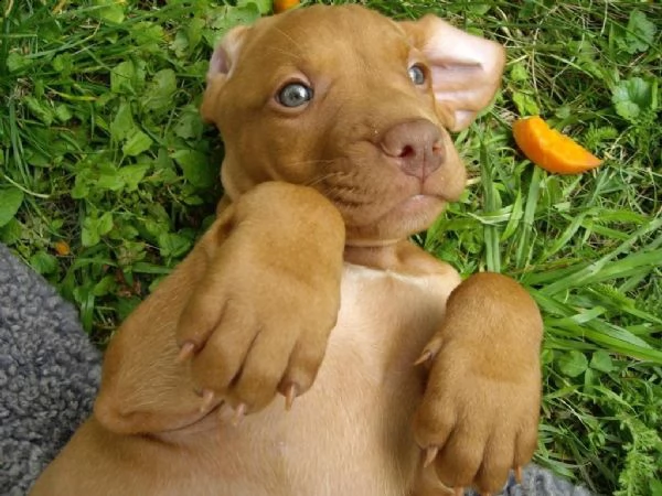 cuccioli bobtail addestrati a casa | Foto 2