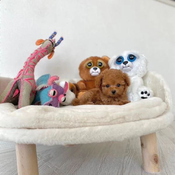 2regalo barboncino[at]