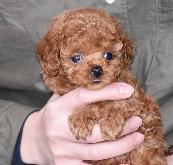 2regalo barboncino))