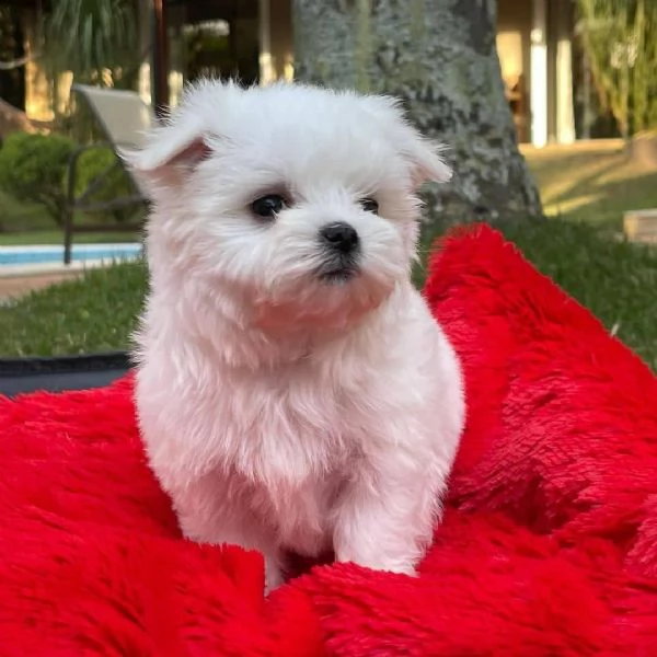 cuccioli di maltese disponibili | Foto 0