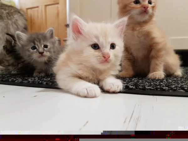maine coon gattino disponibile in regalo