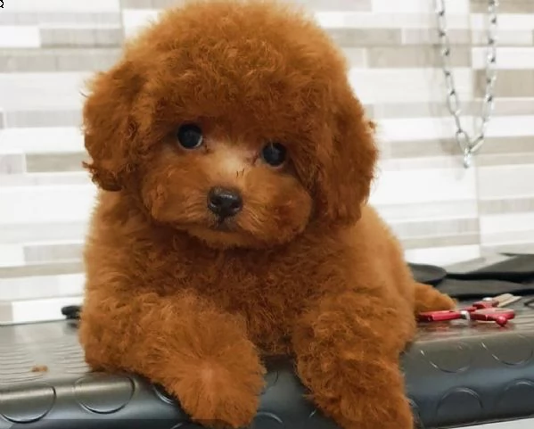 2regalo barboncino &&&