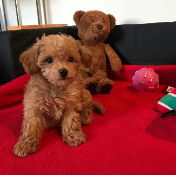 2regalo barboncino +++ | Foto 0