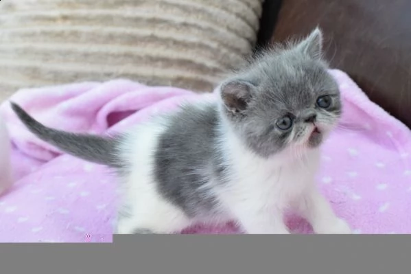 gattini affettuoso exotic in regalo